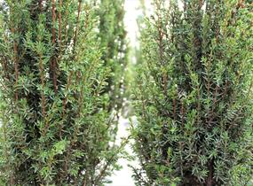 Jalovec obecný 'Sentinel' - Juniperus communis 'Sentinel'