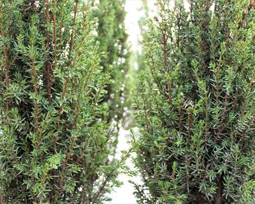 Jalovec obecný 'Sentinel'