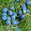 Jalovec obecný 'Sentinel' - Juniperus communis 'Sentinel'