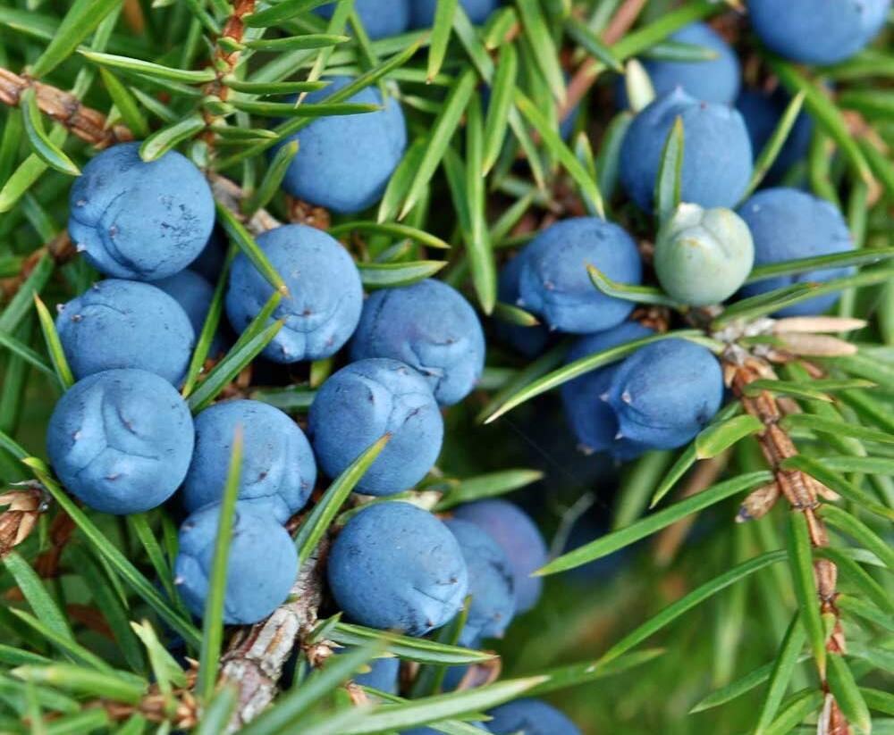 Jalovec obecný 'Sentinel' - Juniperus communis 'Sentinel'