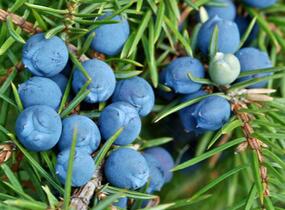 Jalovec obecný 'Sentinel' - Juniperus communis 'Sentinel'