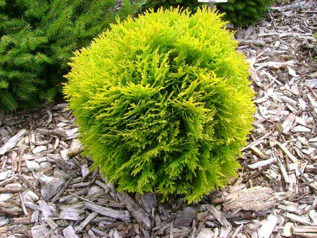 Zerav, túje západní 'Danica Aurea' - Thuja occidentalis 'Danica Aurea'