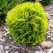 Zerav západní 'Danica Aurea' - Thuja occidentalis 'Danica Aurea'