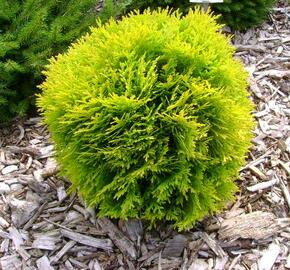 Zerav, túje západní 'Danica Aurea' - Thuja occidentalis 'Danica Aurea'