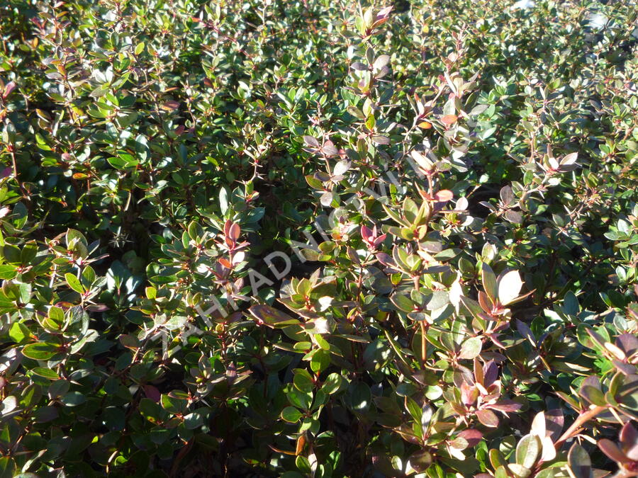 Dřišťál zimostrázový 'Nana' - Berberis buxifolia 'Nana'