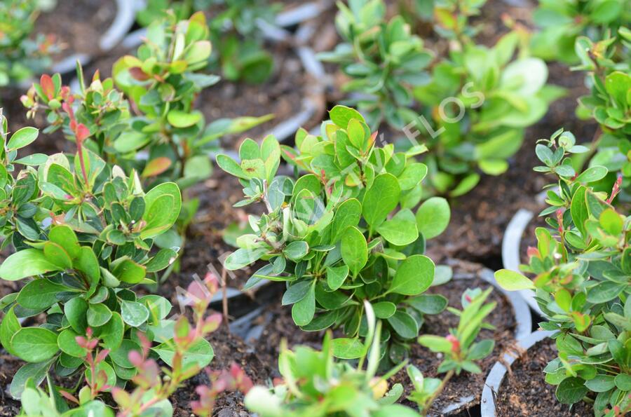 Dřišťál zimostrázový 'Nana' - Berberis buxifolia 'Nana'