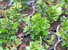 Dřišťál zimostrázový 'Nana' - Berberis buxifolia 'Nana'
