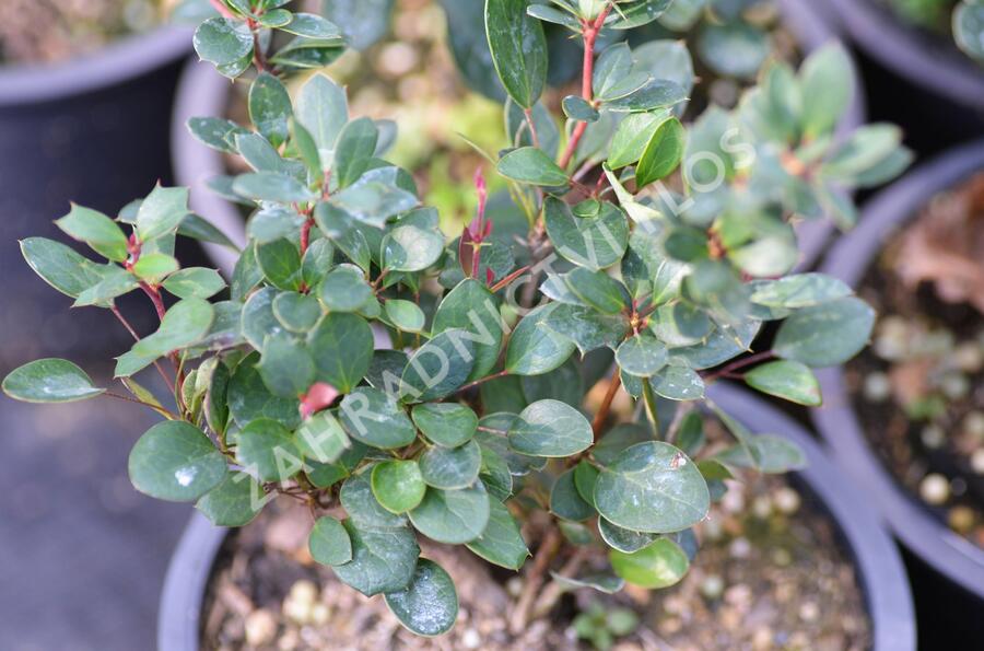 Dřišťál zimostrázový 'Nana' - Berberis buxifolia 'Nana'