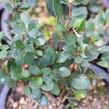 Dřišťál zimostrázový 'Nana' - Berberis buxifolia 'Nana'