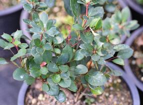 Dřišťál zimostrázový 'Nana' - Berberis buxifolia 'Nana'