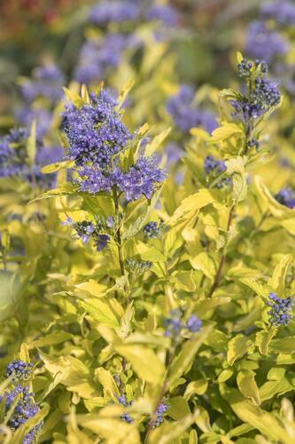 Ořechokřídlec šedivý 'Sunshine Blue' - Caryopteris incana 'Sunshine Blue'