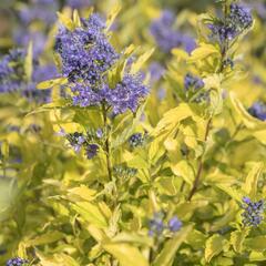 Ořechokřídlec šedivý 'Sunshine Blue' - Caryopteris incana 'Sunshine Blue'