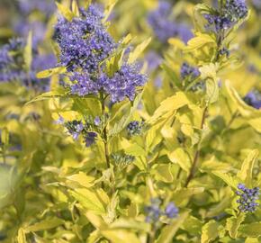 Ořechokřídlec šedivý 'Sunshine Blue' - Caryopteris incana 'Sunshine Blue'