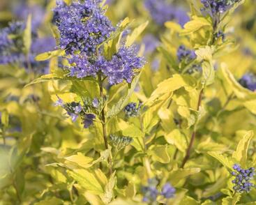 Ořechokřídlec šedivý 'Sunshine Blue'