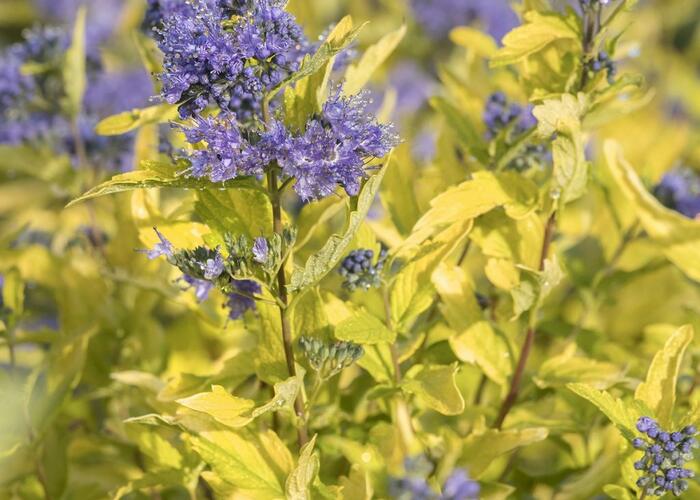 Ořechokřídlec šedivý 'Sunshine Blue' - Caryopteris incana 'Sunshine Blue'