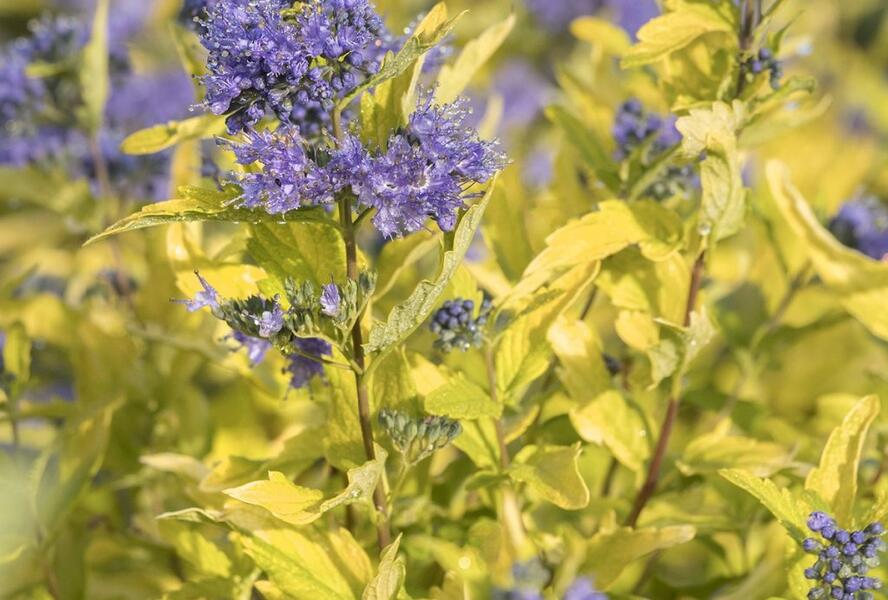 Ořechokřídlec šedivý 'Sunshine Blue' - Caryopteris incana 'Sunshine Blue'