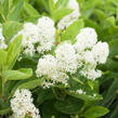 Latnatec 'Millerton Point' - Ceanothus thyrsiflorus 'Millerton Point'