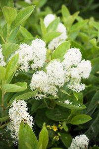 Latnatec kytkokvětý 'Millerton Point' - Ceanothus thyrsiflorus 'Millerton Point'