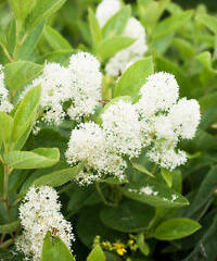 Latnatec 'Millerton Point' - Ceanothus thyrsiflorus 'Millerton Point'