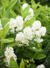 Latnatec 'Millerton Point' - Ceanothus thyrsiflorus 'Millerton Point'