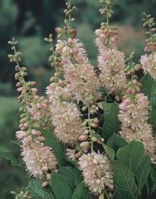 Jochovec olšolistý 'Rosea' - Clethra alnifolia 'Rosea'