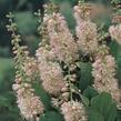 Jochovec olšolistý 'Rosea' - Clethra alnifolia 'Rosea'