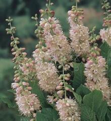 Jochovec olšolistý 'Rosea' - Clethra alnifolia 'Rosea'