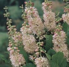 Jochovec olšolistý 'Rosea'
