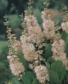 Jochovec olšolistý 'Rosea' - Clethra alnifolia 'Rosea'