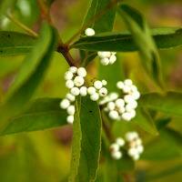Krásnoplodka japonská 'Leucocarpa'