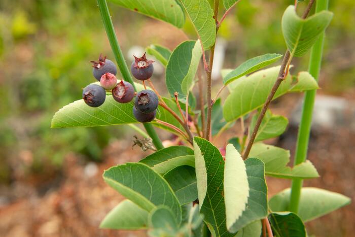 Muchovník vejčitý - Amelanchier rotundifolia (ovalis)