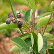 Muchovník vejčitý - Amelanchier rotundifolia (ovalis)