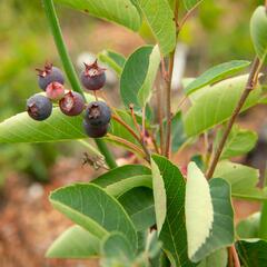 Muchovník vejčitý - Amelanchier rotundifolia (ovalis)