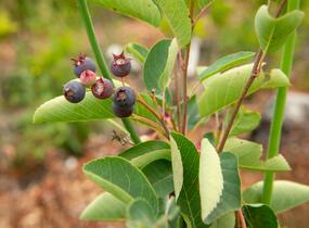 Muchovník vejčitý - Amelanchier rotundifolia (ovalis)
