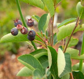 Muchovník vejčitý - Amelanchier rotundifolia (ovalis)