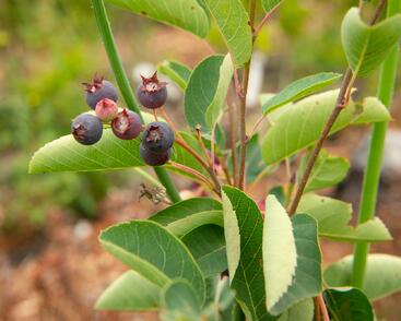 Muchovník vejčitý