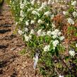 Muchovník vejčitý - Amelanchier rotundifolia (ovalis)