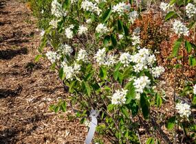Muchovník vejčitý - Amelanchier rotundifolia (ovalis)