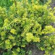 Tis červený 'Repandens Aurea' - Taxus baccata 'Repandens Aurea'