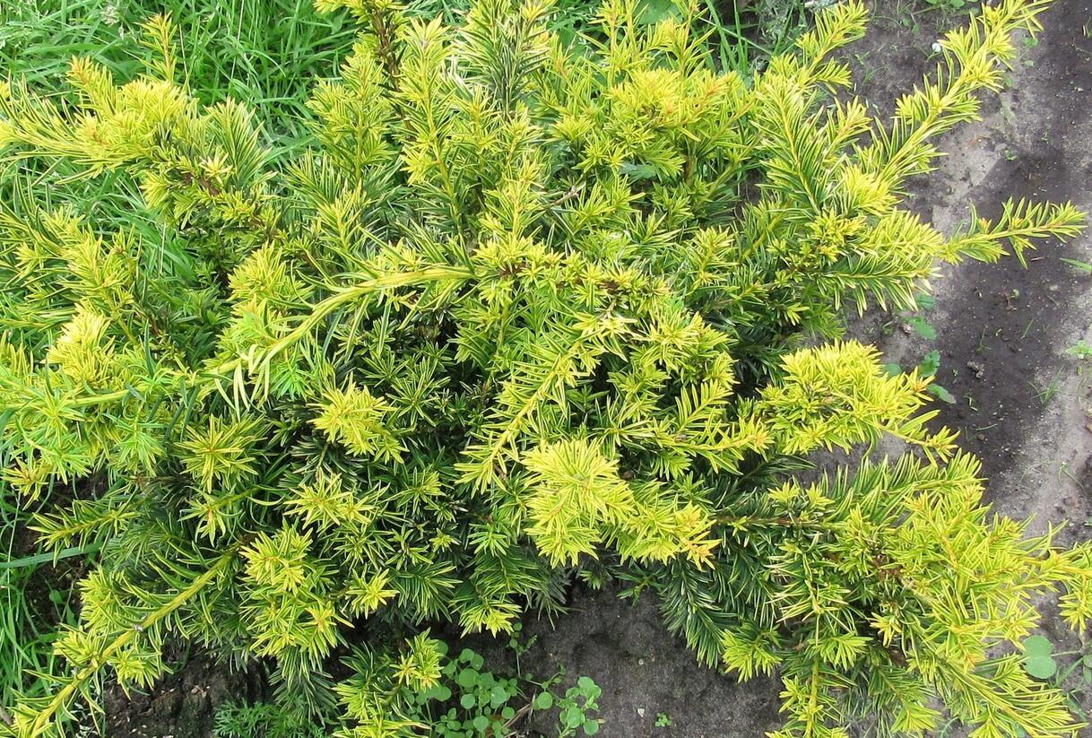 Tis červený 'Repandens Aurea' - Taxus baccata 'Repandens Aurea'