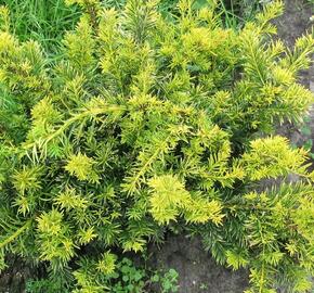 Tis červený 'Repandens Aurea' - Taxus baccata 'Repandens Aurea'