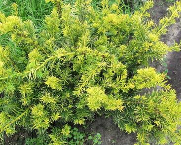 Tis červený 'Repandens Aurea'