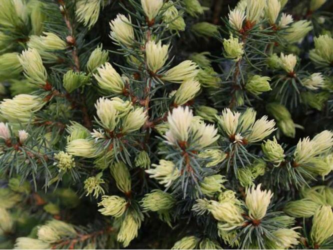 Smrk sivý 'Sun on the Sky' - Picea glauca 'Sun on the Sky'