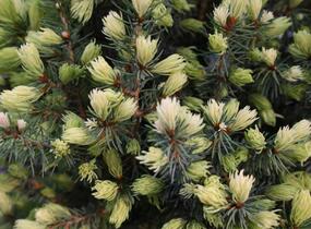 Smrk sivý 'Sun on the Sky' - Picea glauca 'Sun on the Sky'