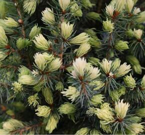 Smrk sivý 'Sun on the Sky' - Picea glauca 'Sun on the Sky'