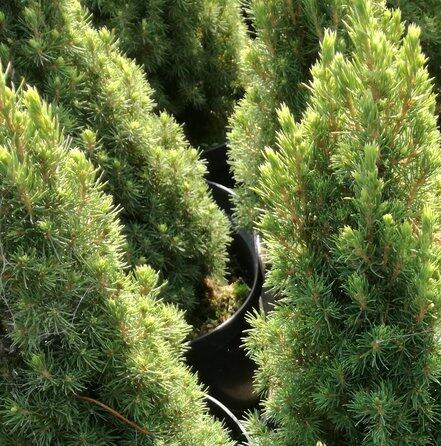 Smrk sivý 'Sun on the Sky' - Picea glauca 'Sun on the Sky'