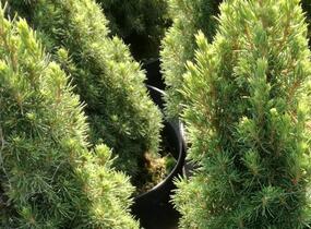 Smrk sivý 'Sun on the Sky' - Picea glauca 'Sun on the Sky'