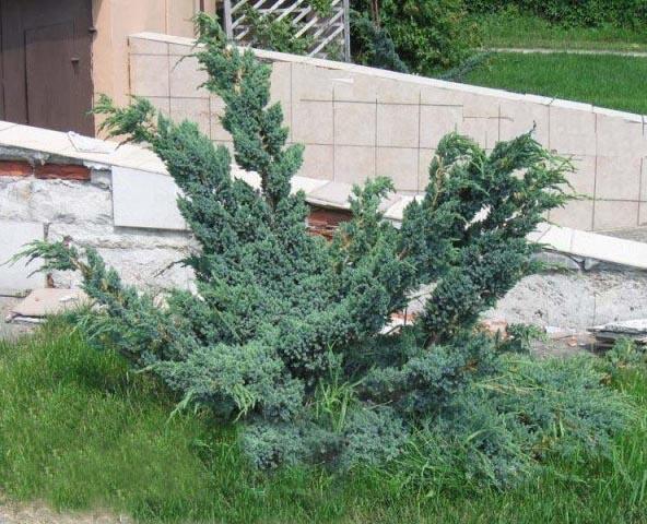 Jalovec šupinatý 'Meyeri Compacta' - Juniperus squamata 'Meyeri Compacta'