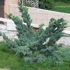 Jalovec šupinatý 'Meyeri Compacta' - Juniperus squamata 'Meyeri Compacta'