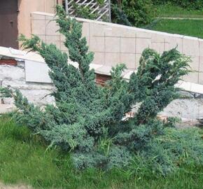 Jalovec šupinatý 'Meyeri Compacta' - Juniperus squamata 'Meyeri Compacta'